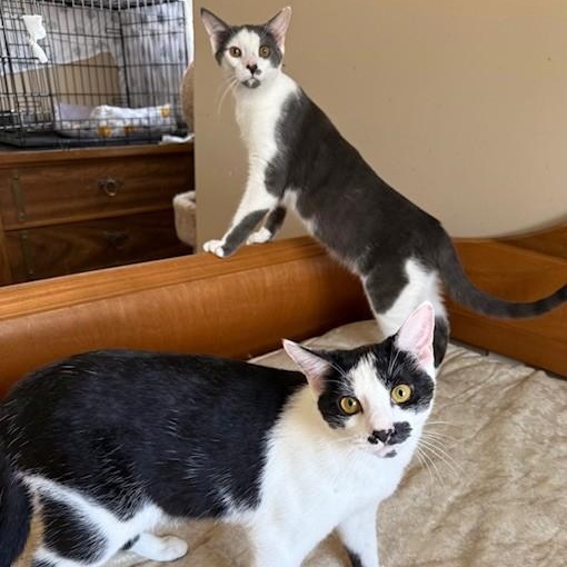 Chevy & Caddie, a Adoptable Domestic Short Hair in Closter, NJ image 1/6
