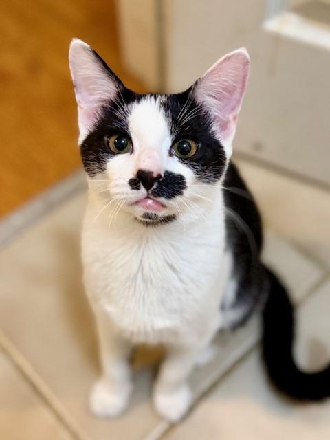 Chevy & Caddie, a Adoptable Domestic Short Hair in Closter, NJ image 3/6