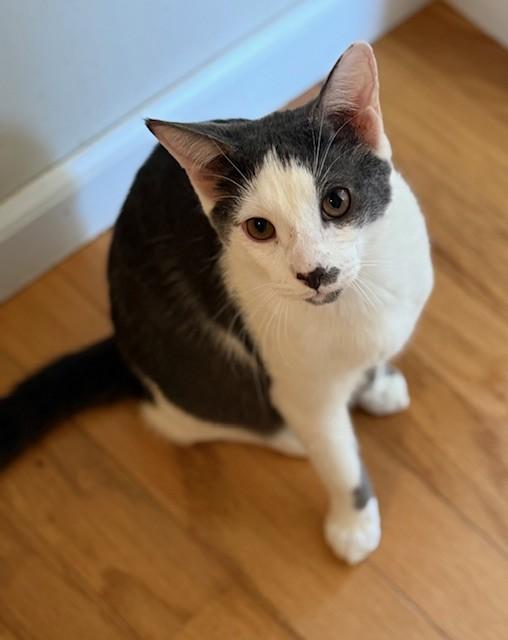 Enlarge Chevy & Caddie, a Adoptable Domestic Short Hair in Closter, NJ image 4/6