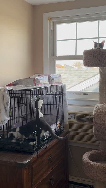 Enlarge Chevy & Caddie, a Adoptable Domestic Short Hair in Closter, NJ video 4/6