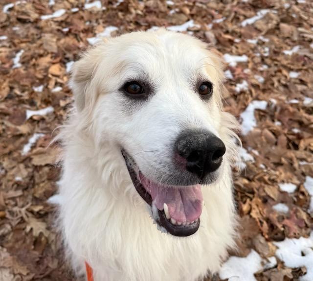 Stella (ID 48589), an adoptable Great Pyrenees in Manassas, VA image 2/2
