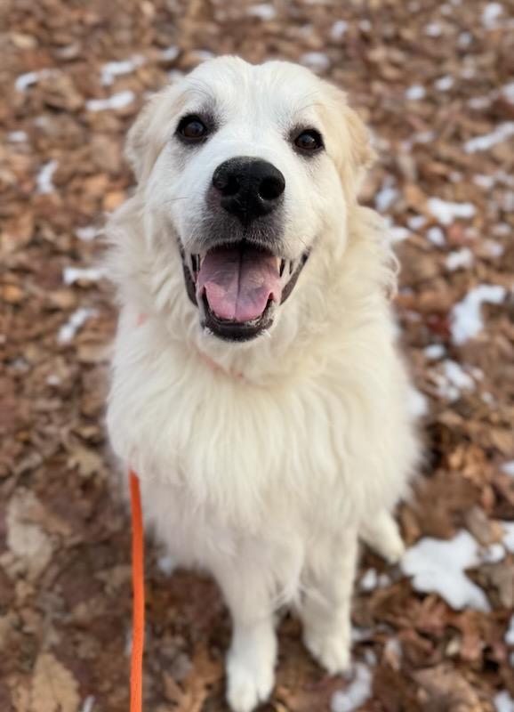 Stella (ID 48589), adoptable, Adult Female Great Pyrenees.