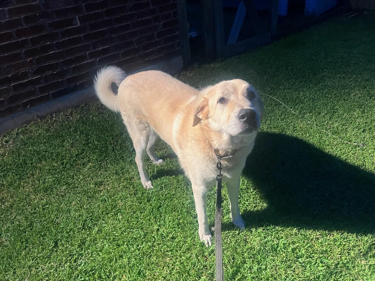 Enlarge Charlie, a ADOPTABLE Akbash in Colleyville, TX image 6/6