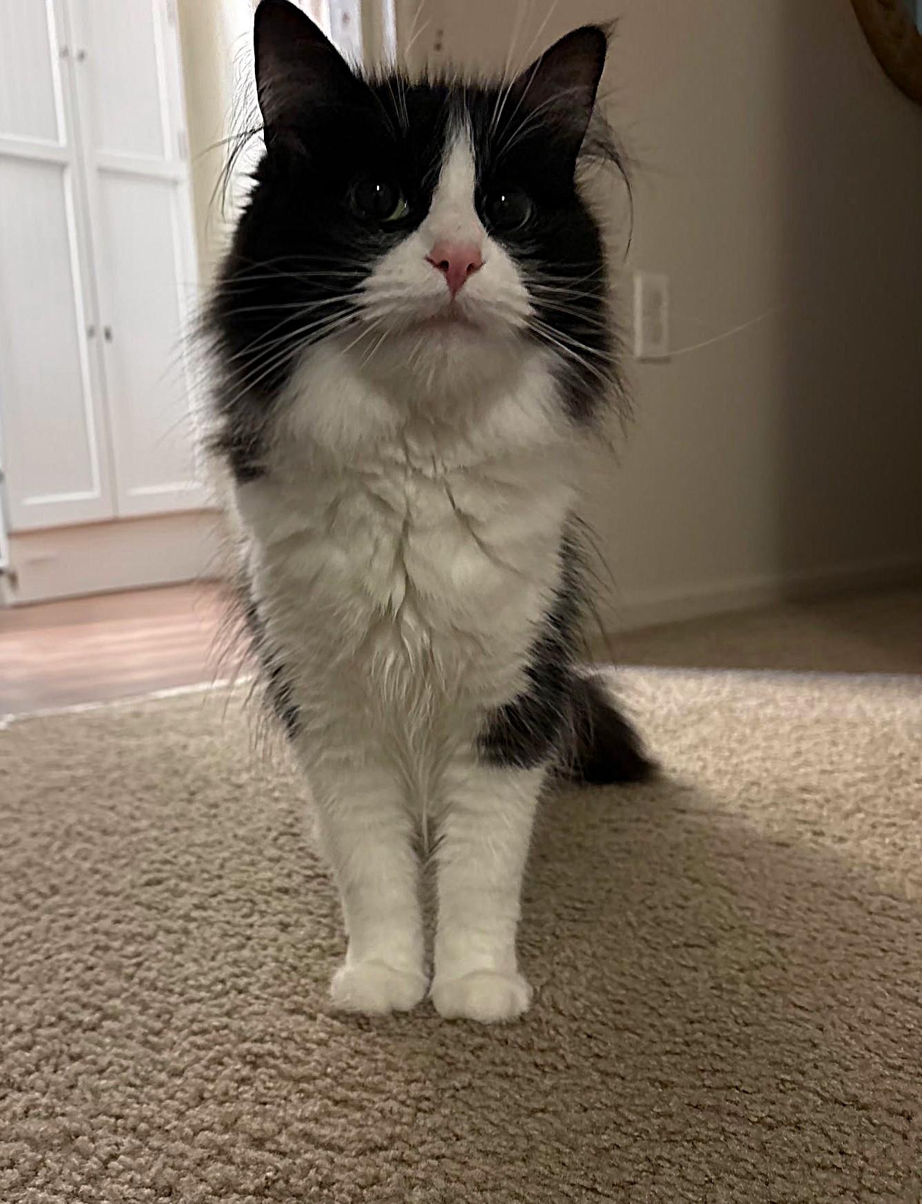 Enlarge Nala KS, an adopted mixed breed in Burlington, WA image 2/2