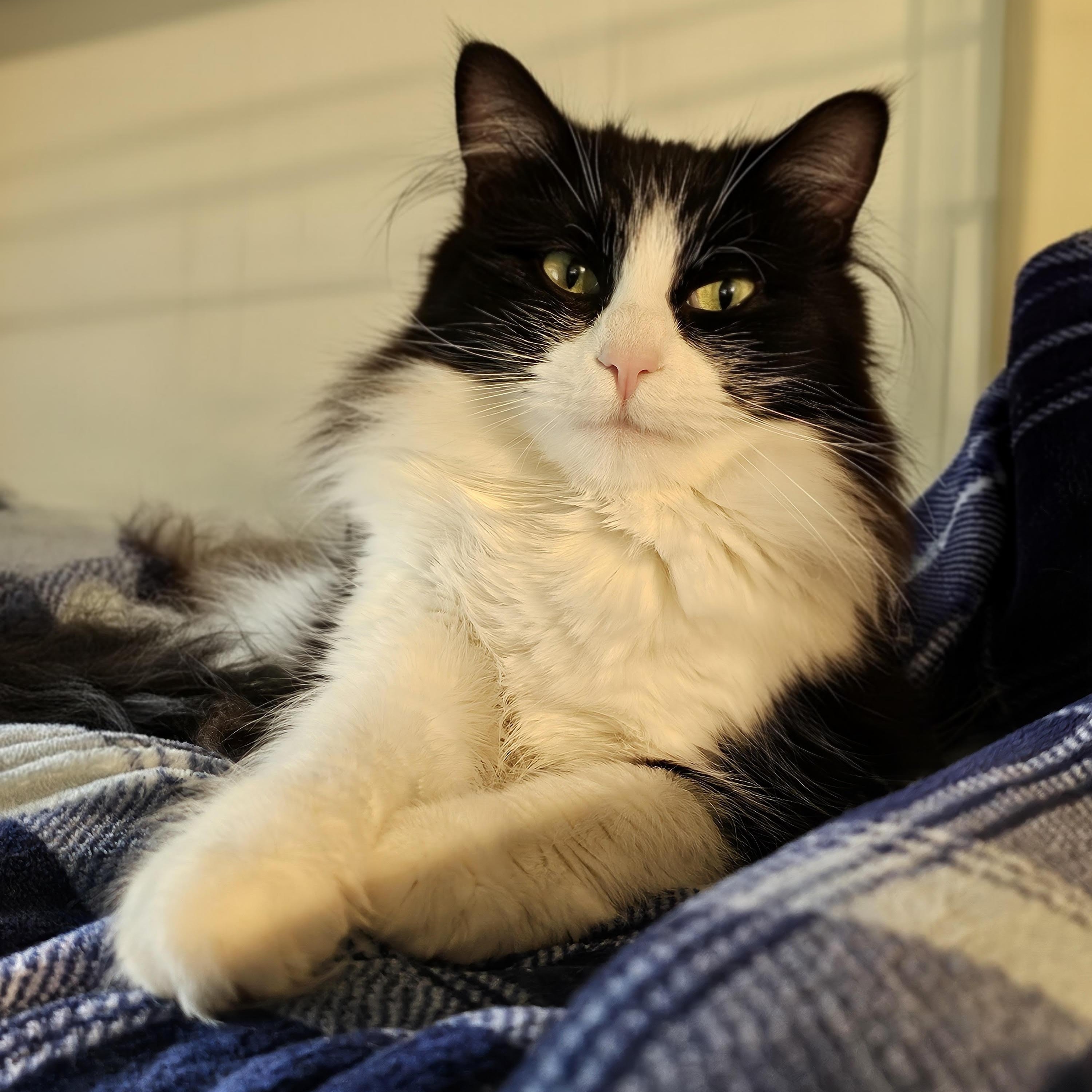 Nala KS, adopted, Adult Female Ragdoll & Tuxedo.
