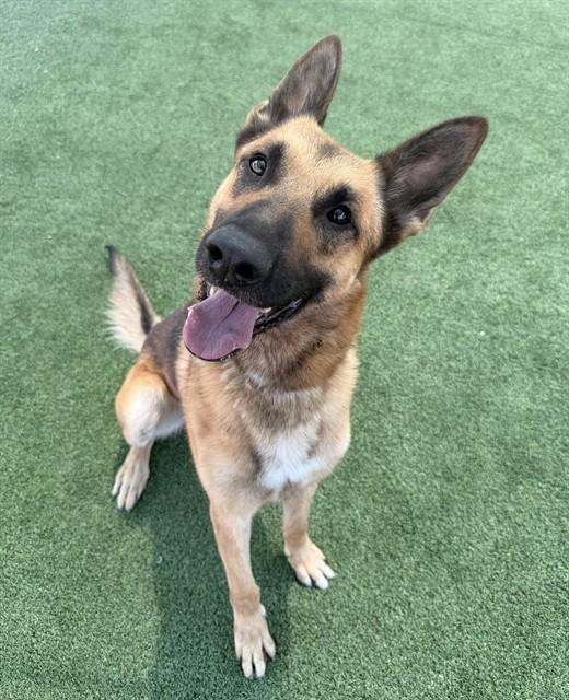 MAX, Adoptable, Adult Male German Shepherd Dog & Belgian Shepherd / Malinois.