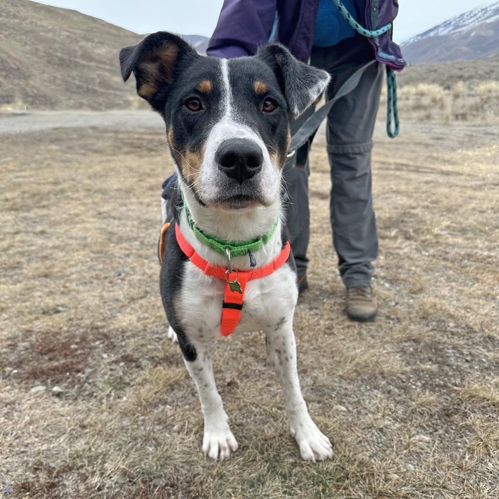 Enlarge Kindred, a Adoptable Mixed Breed in Hailey, ID image 1/6
