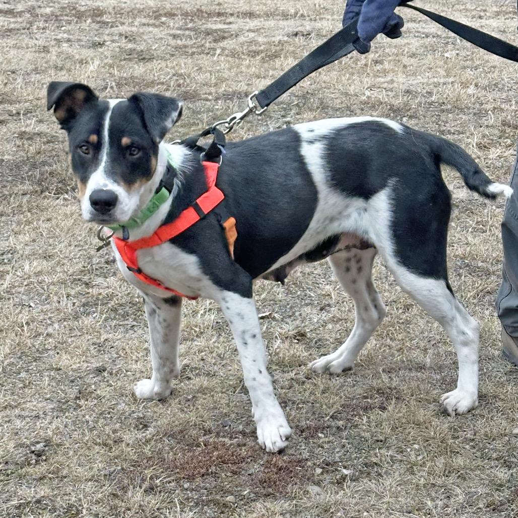 Enlarge Kindred, a Adoptable Mixed Breed in Hailey, ID image 2/6
