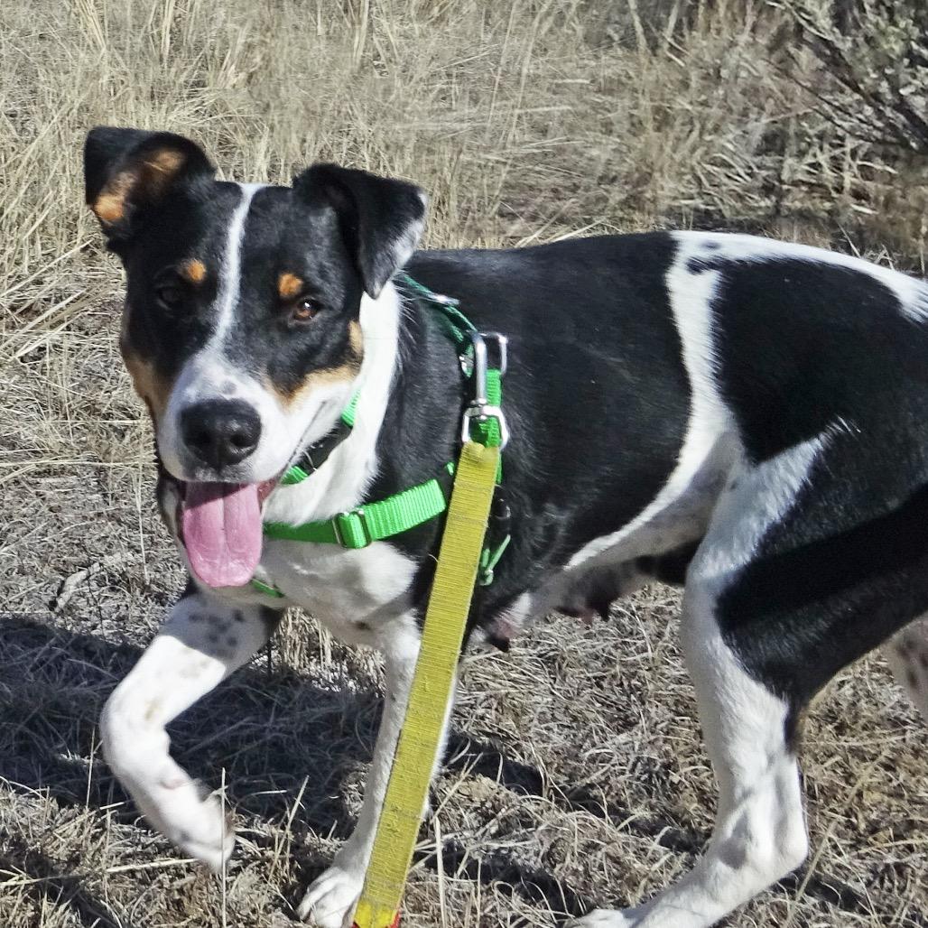 Enlarge Kindred, a Adoptable Mixed Breed in Hailey, ID image 3/6