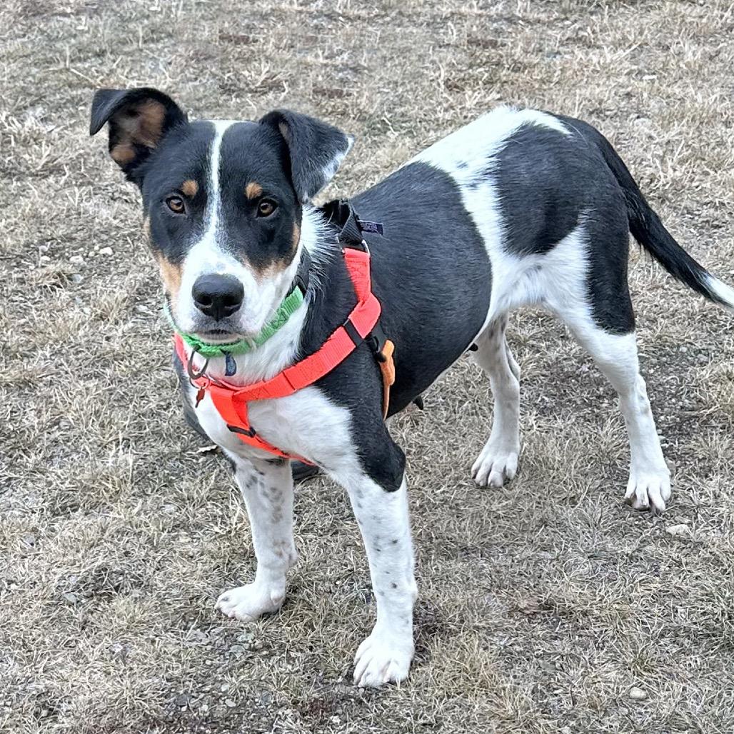 Enlarge Kindred, a Adoptable Mixed Breed in Hailey, ID image 4/6