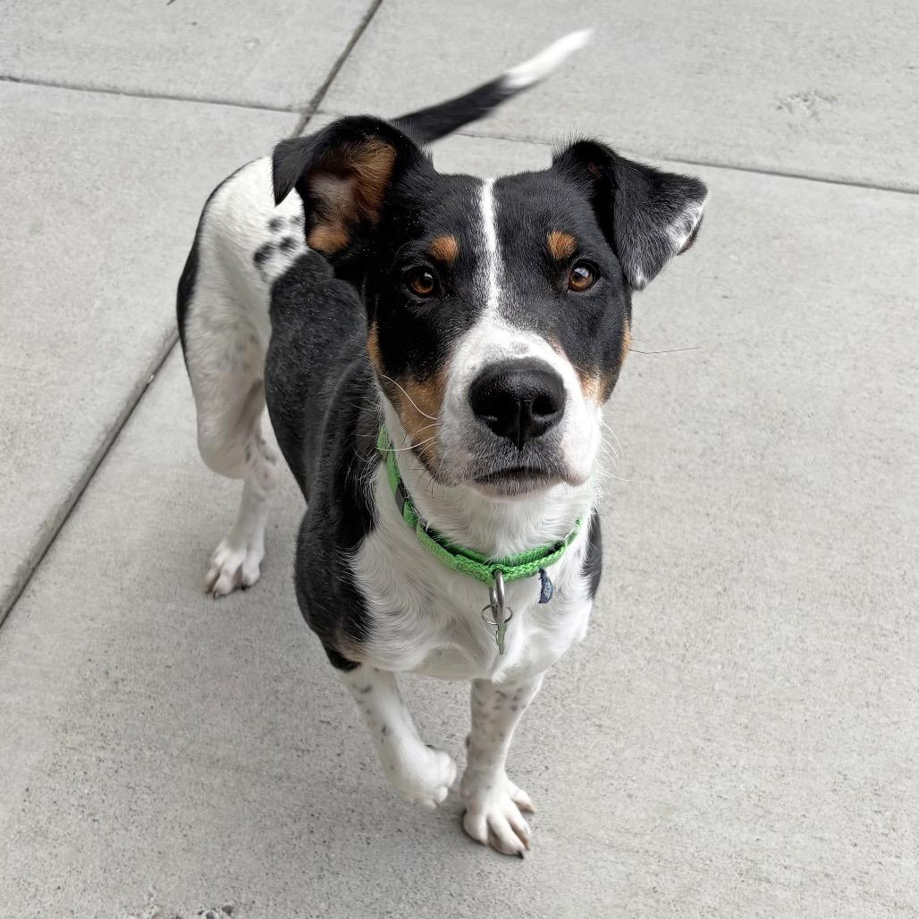 Enlarge Kindred, a Adoptable Mixed Breed in Hailey, ID image 5/6