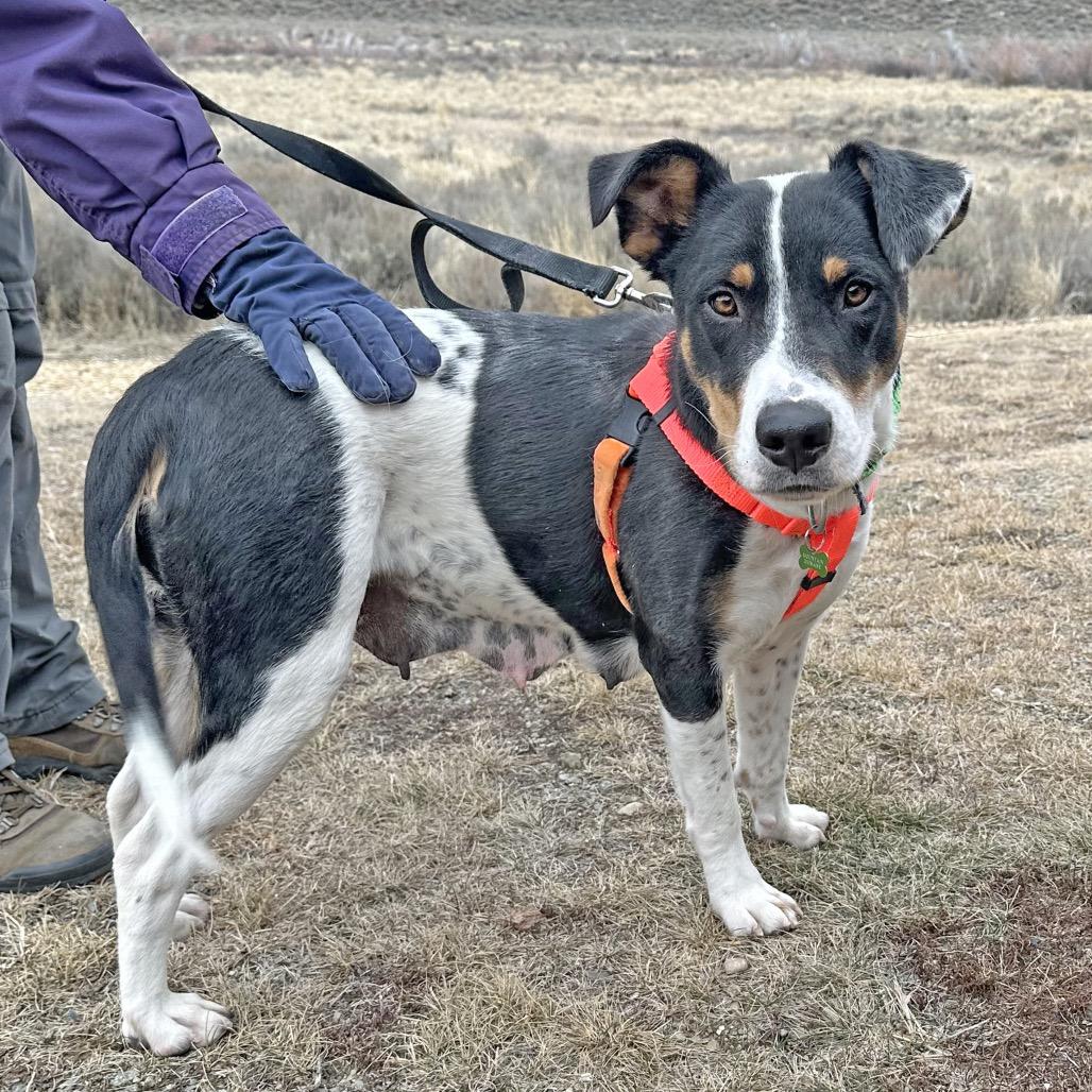 Enlarge Kindred, a Adoptable Mixed Breed in Hailey, ID image 6/6