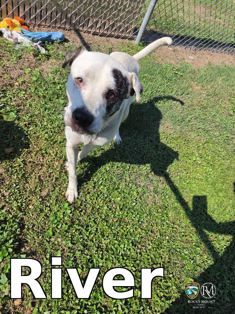 Enlarge River, a Adoptable Pit Bull Terrier in Rocky Mount, NC image 1/1