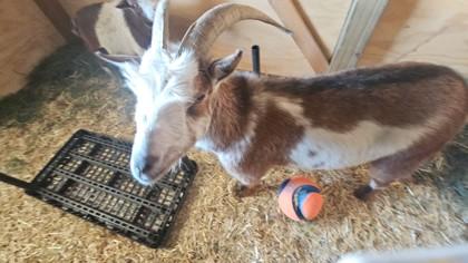 Shaw, Adoptable, Senior Male Nigerian Dwarf.