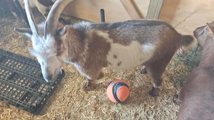 Enlarge Shaw, a Adoptable Nigerian Dwarf in Hamilton, MT image 2/2