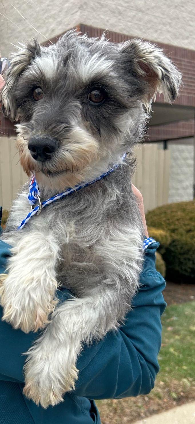 Enlarge TINSLEY, an adopted Schnauzer in Rossford, OH image 1/1