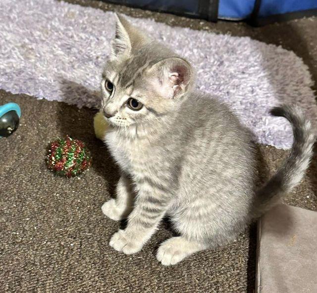 ABBY, a Adoptable Domestic Short Hair in Powder Springs, GA image 1/2
