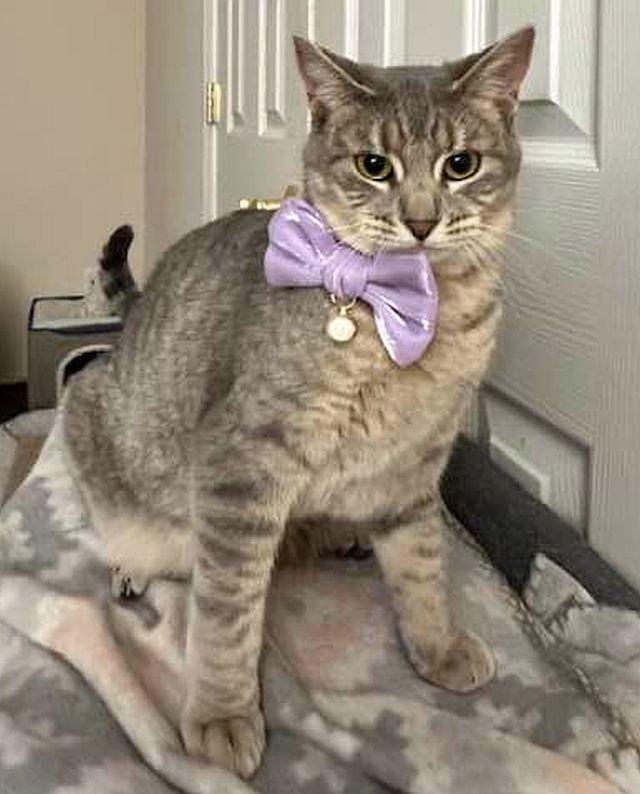 ABBY, a Adoptable Domestic Short Hair in Powder Springs, GA image 2/2