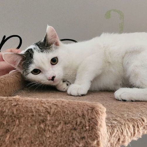 Gypsy, Adult Female unknown