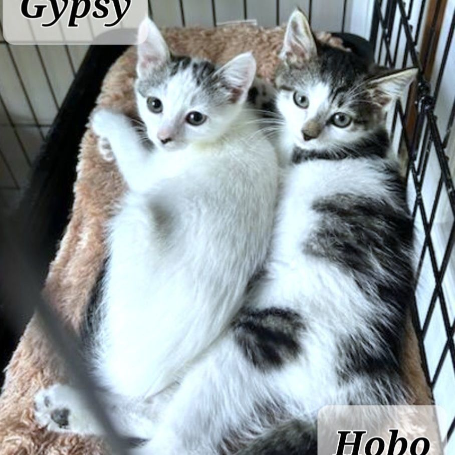Gypsy photo 3