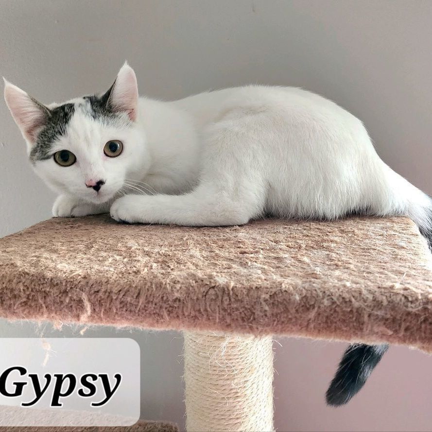 Gypsy photo 2