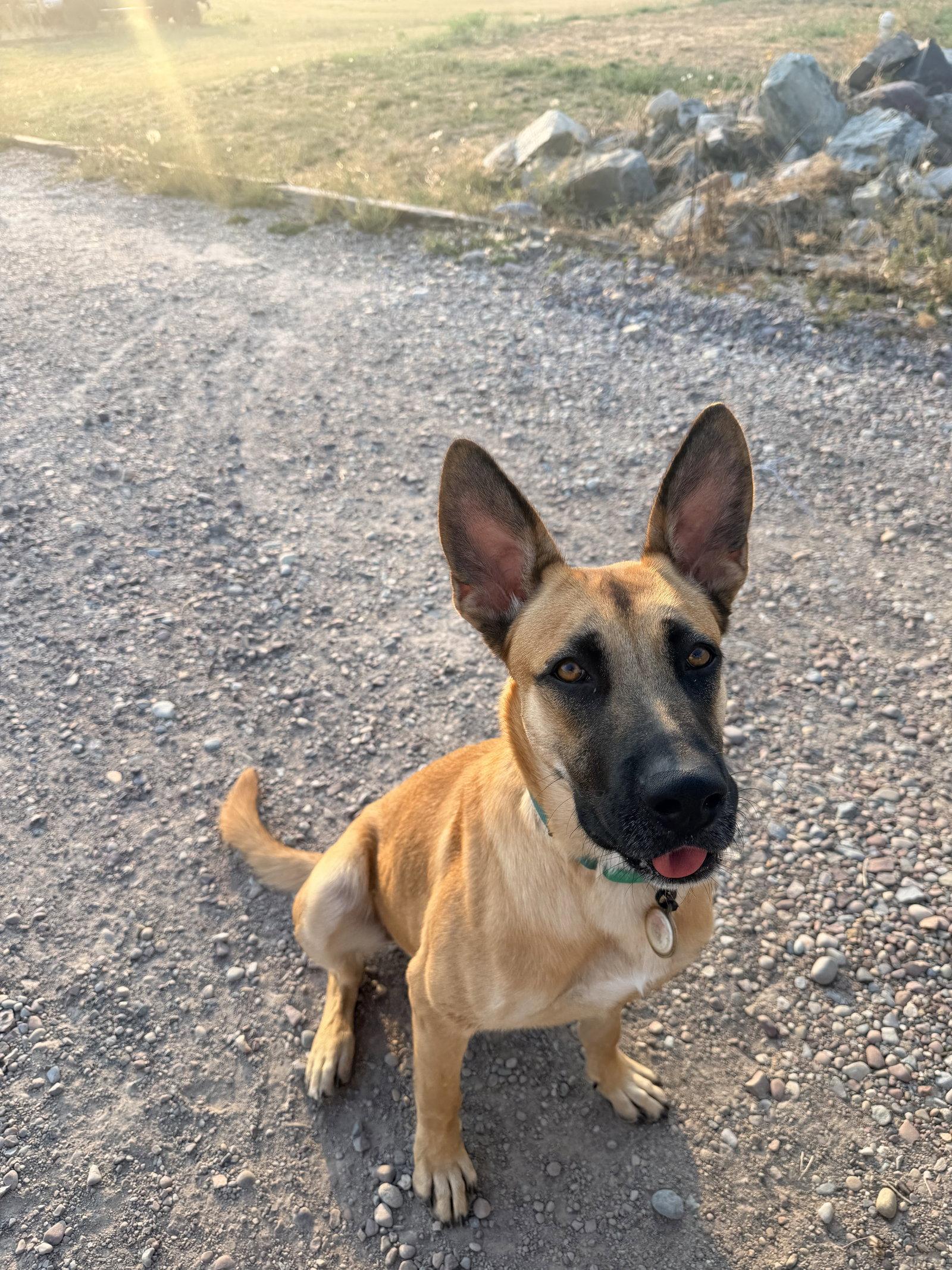 Harmon, Adoptable, Young Male German Shepherd Dog & Belgian Shepherd / Malinois.