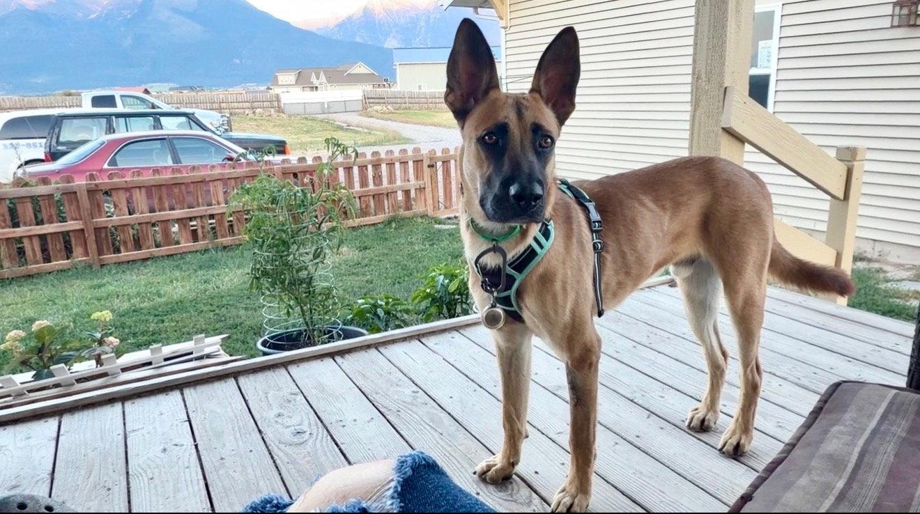 Harmon, a Adoptable mixed breed in Polson, MT image 2/3