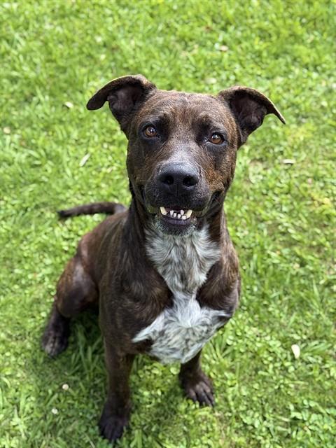 DONKEY, Adoptable, Adult Male Staffordshire Bull Terrier.