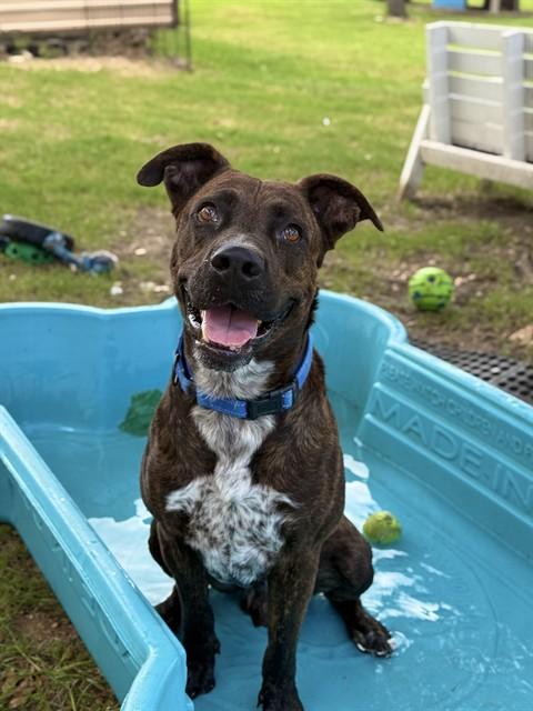 DONKEY, Adoptable, Adult Male Staffordshire Bull Terrier.