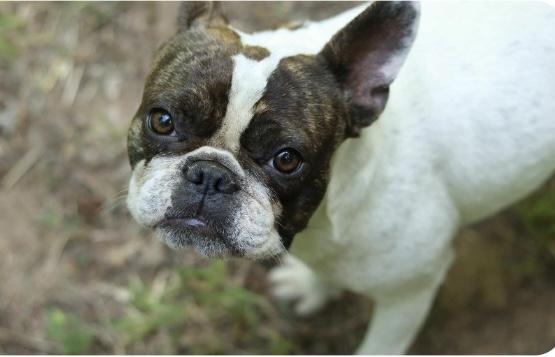 June Bug, Adopted, Adult Female French Bulldog.