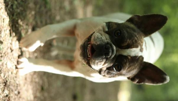 Enlarge June Bug, a Adopted French Bulldog in Mechanicsburg, PA image 2/3