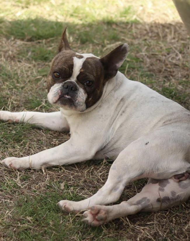 Enlarge June Bug, a Adopted French Bulldog in Mechanicsburg, PA image 3/3