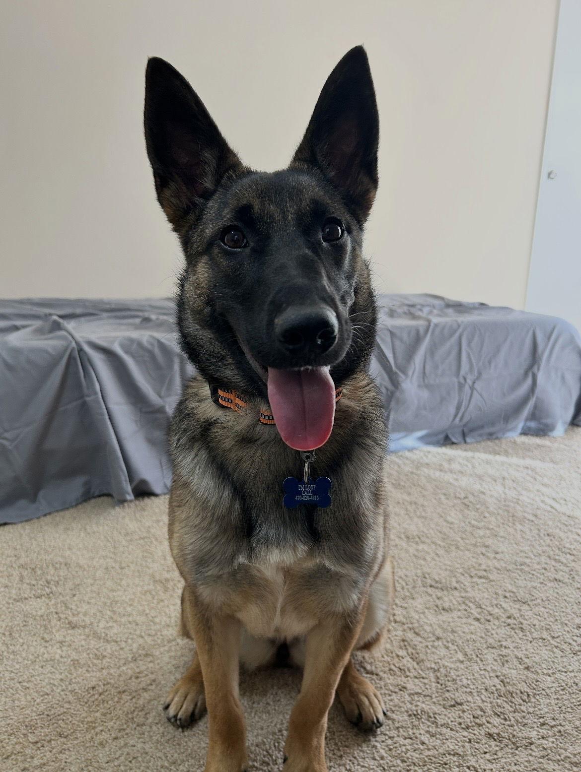 Xena, Adoptable, Puppy Female German Shepherd Dog & Belgian Shepherd / Malinois.