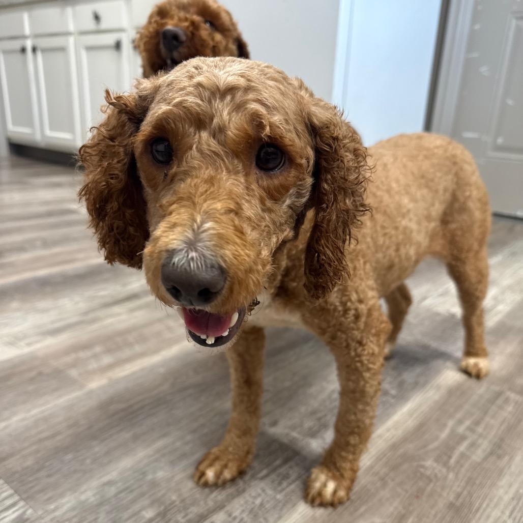 Pixie, Adoptable, Adult Female Golden Retriever & Poodle.