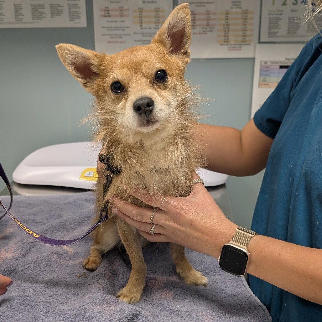 Kazoo, Adopted, Adult Male Mixed Breed.