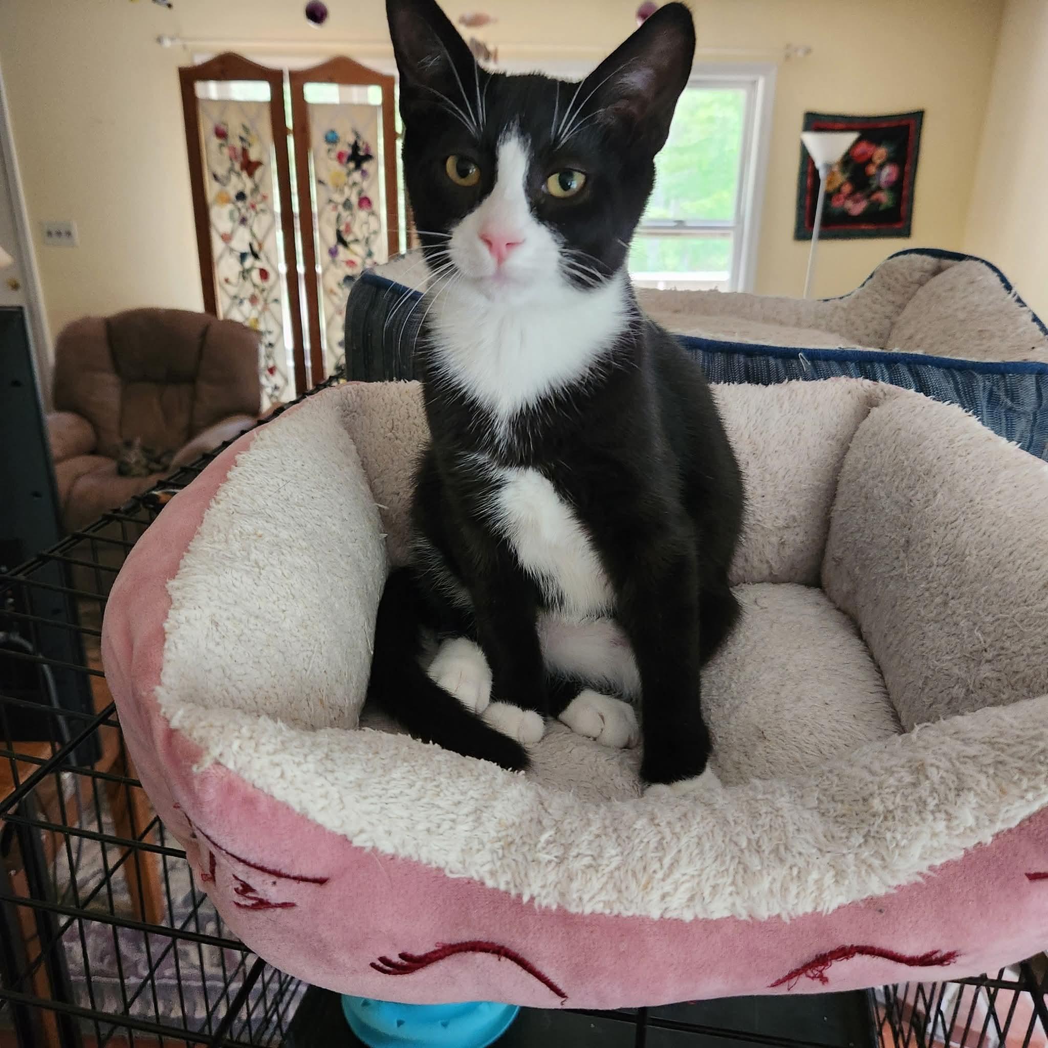 Enlarge Charlie Brown, a Adoptable Domestic Short Hair in Great Mills, MD image 1/1