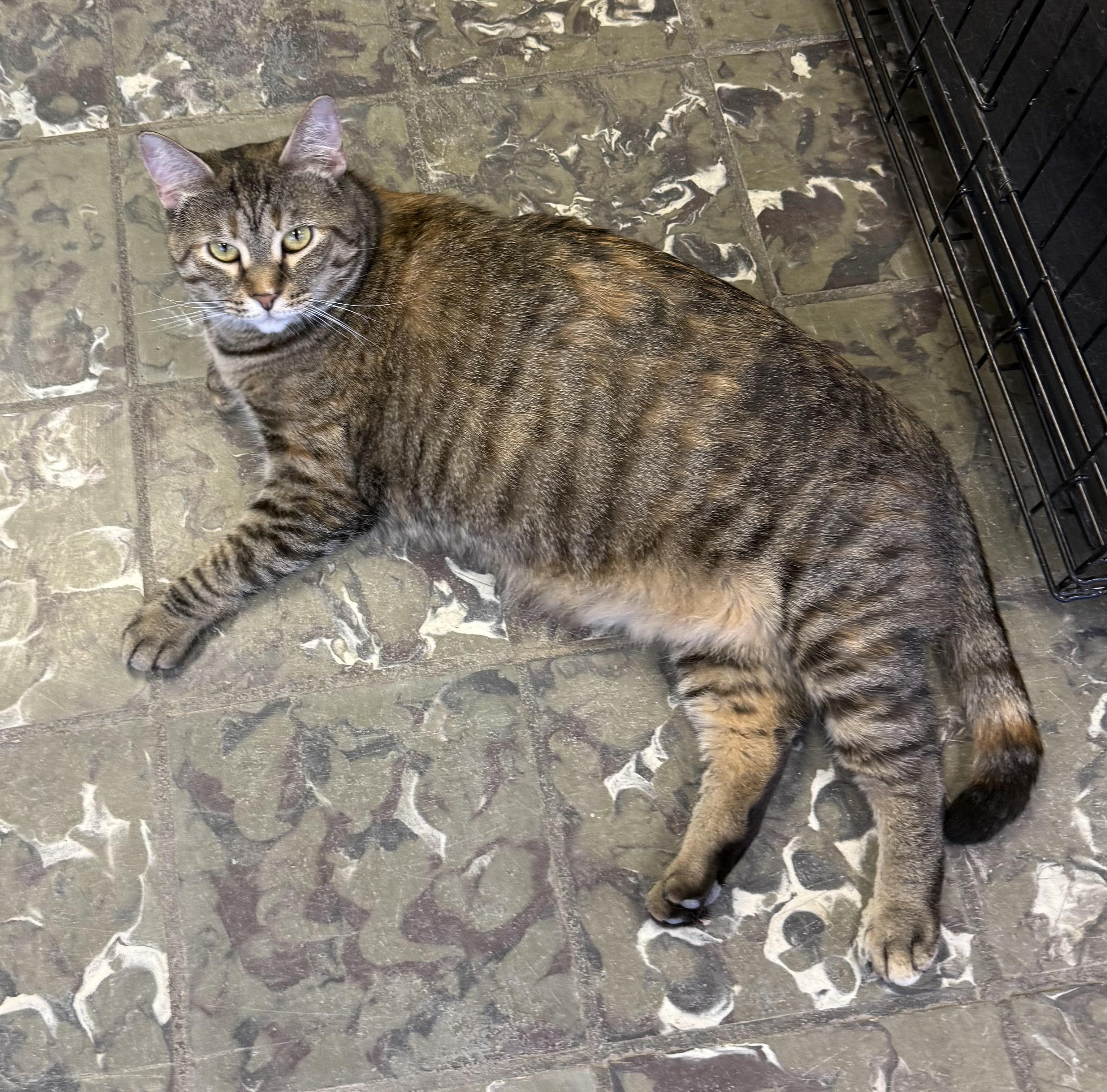 Whitney, ADOPTABLE, Adult Female Domestic Short Hair.