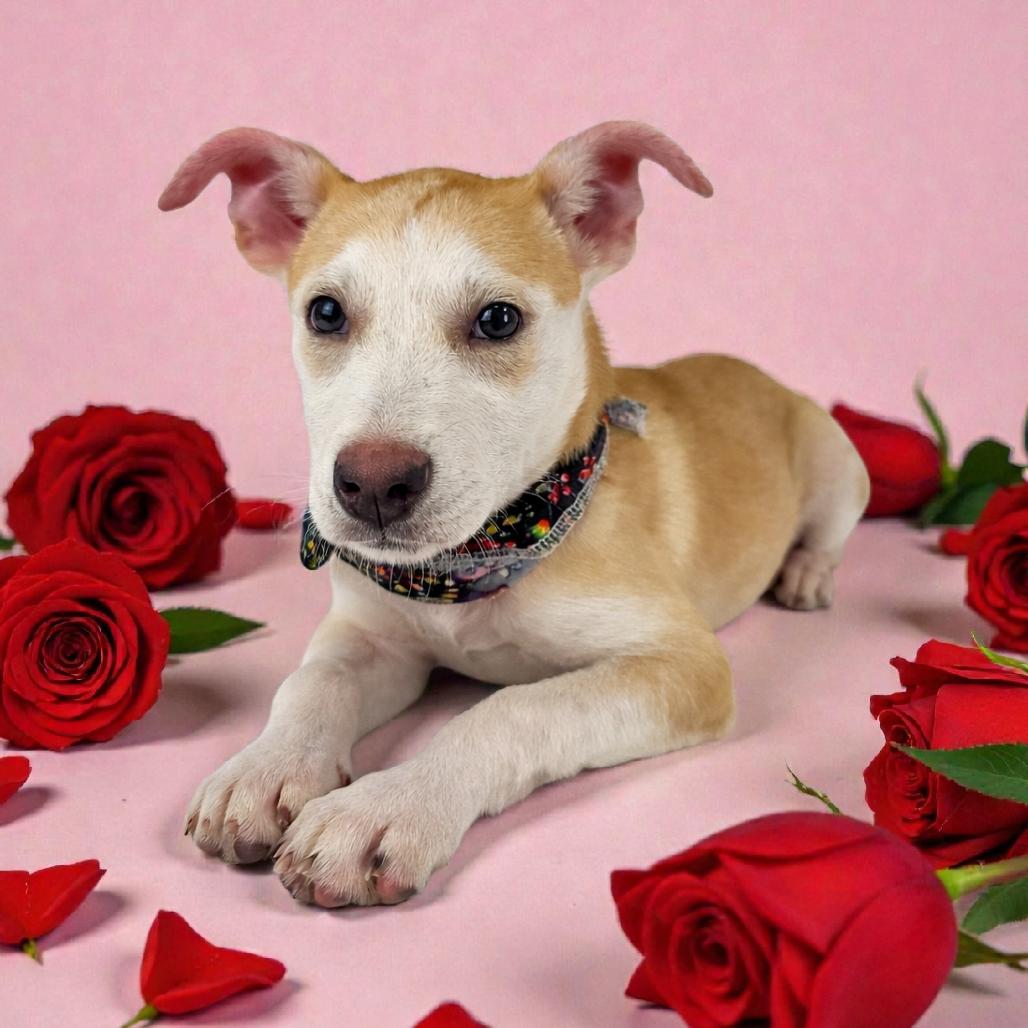 Enlarge Wren, a Adoptable Mixed Breed in Lufkin, TX image 1/2