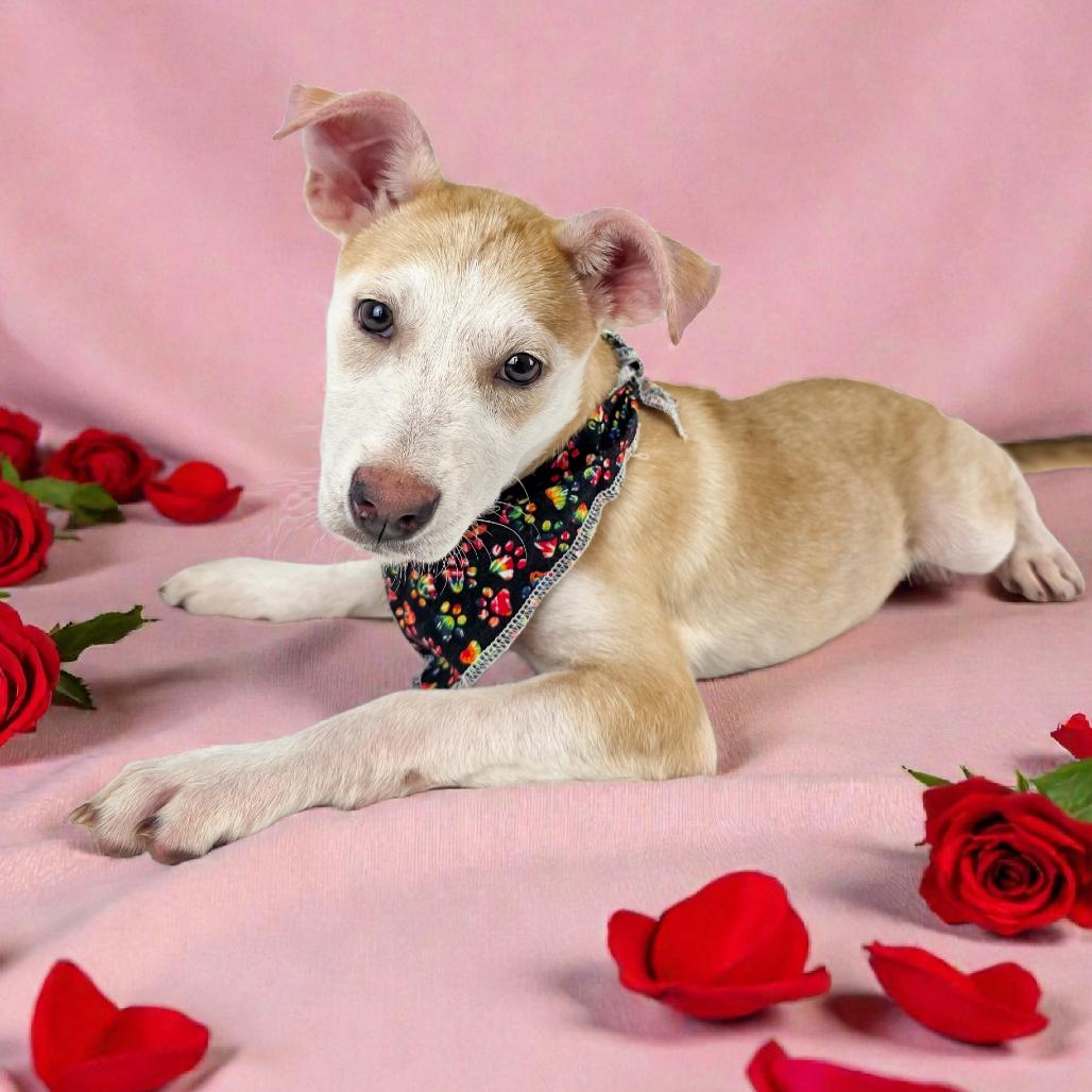 Enlarge Wren, a Adoptable Mixed Breed in Lufkin, TX image 2/2