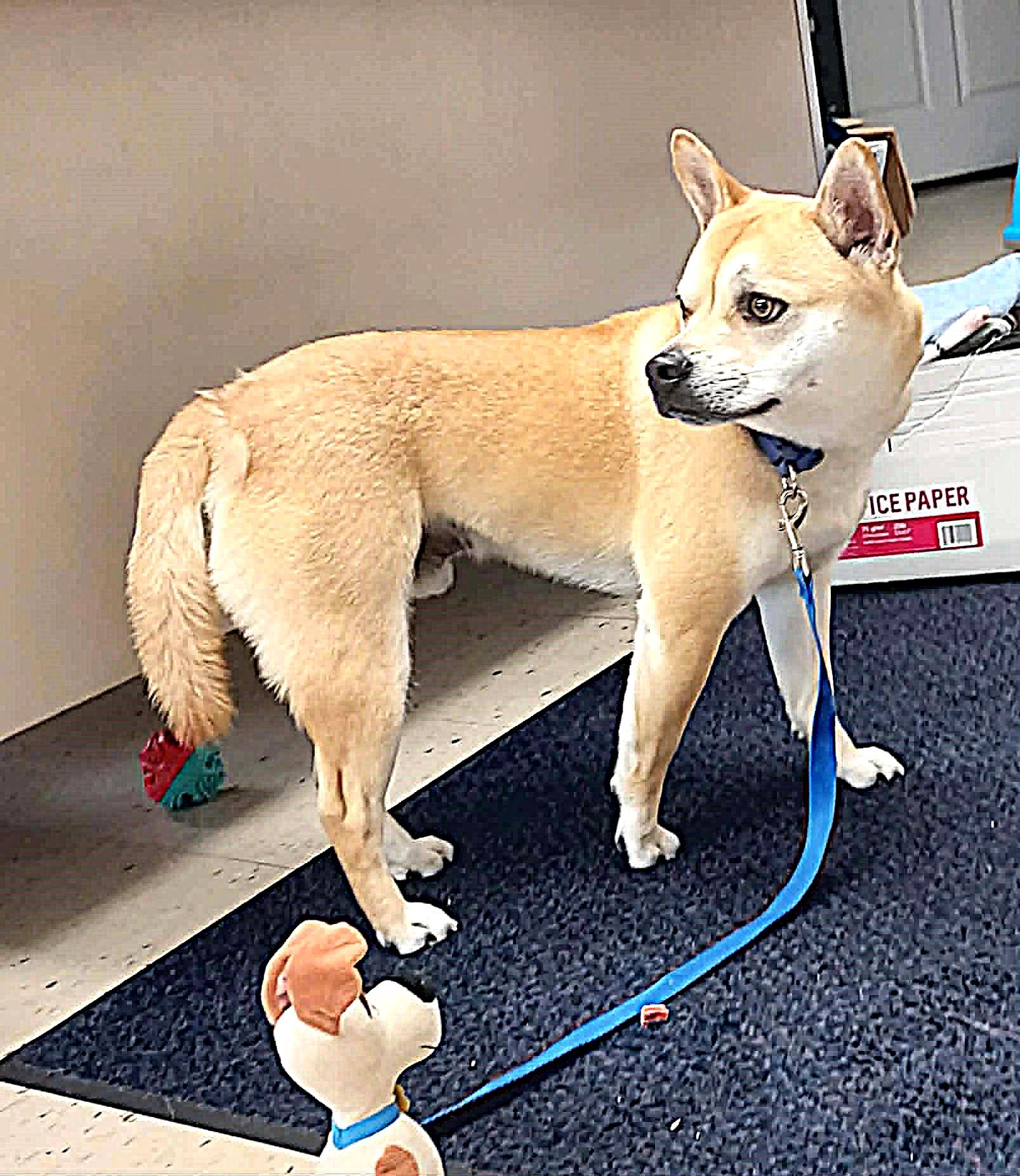 Enlarge Max, a Adoptable mixed breed in Falls Creek, PA image 4/4