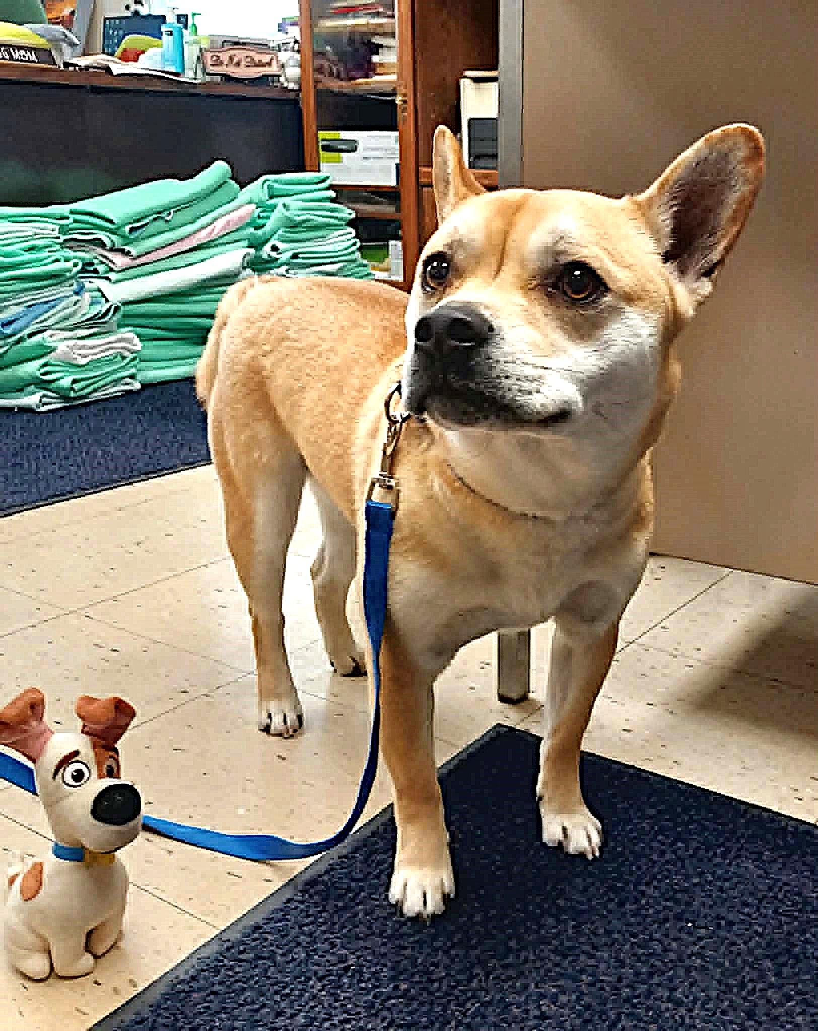 Enlarge Max, a Adoptable mixed breed in Falls Creek, PA image 2/4
