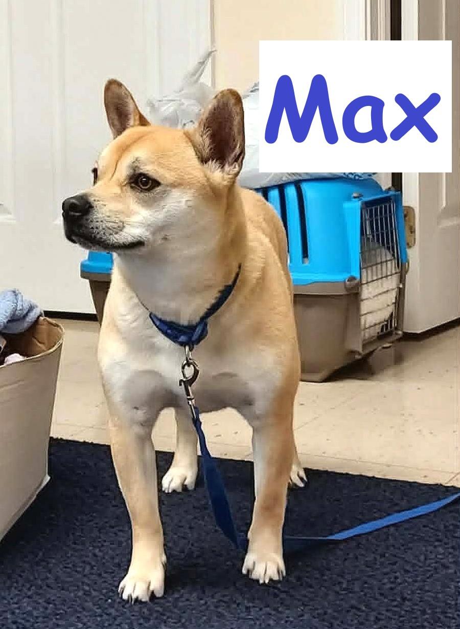 Max, Adoptable, Young Male Shiba Inu & French Bulldog.