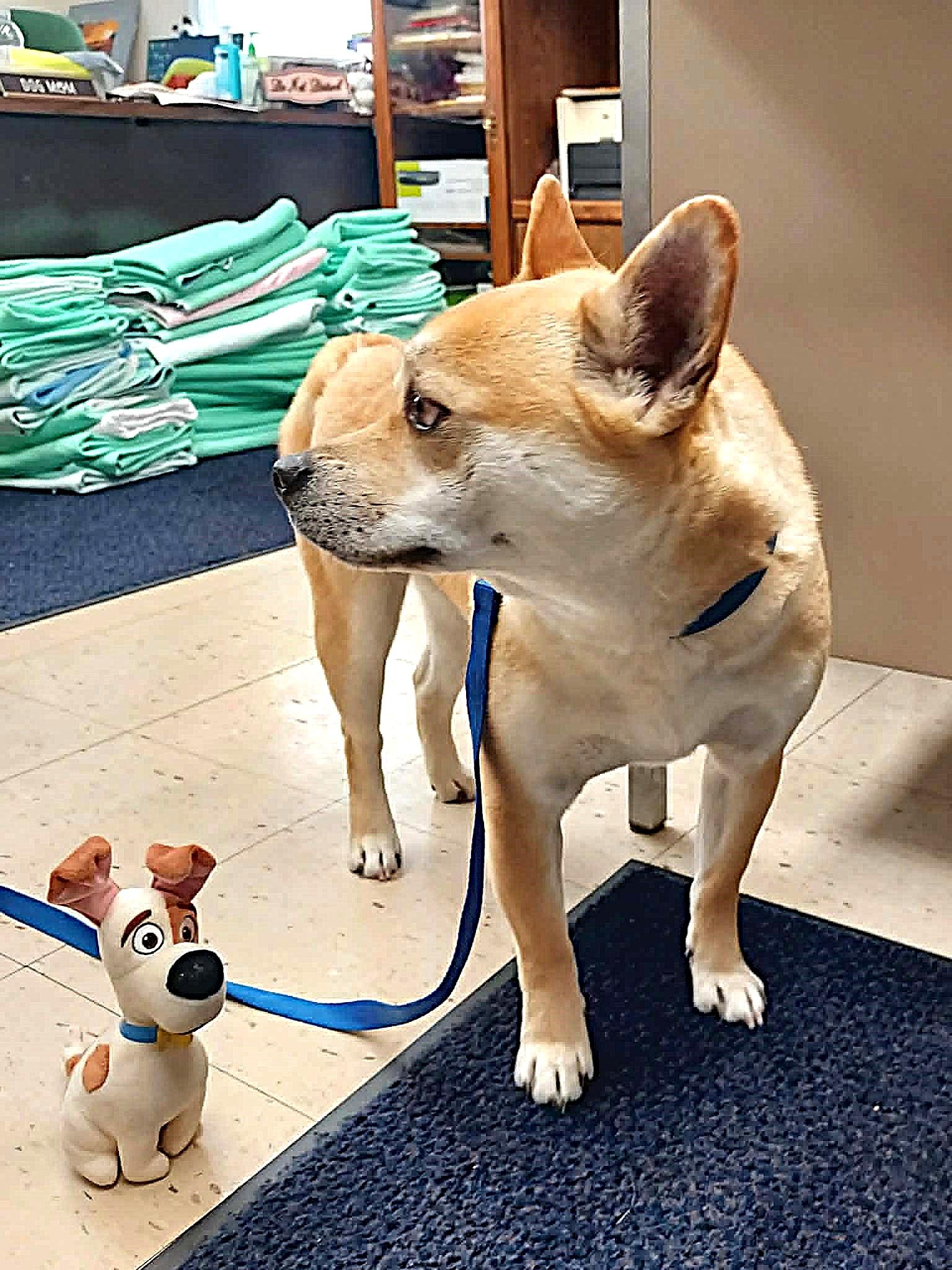 Enlarge Max, a Adoptable mixed breed in Falls Creek, PA image 3/4