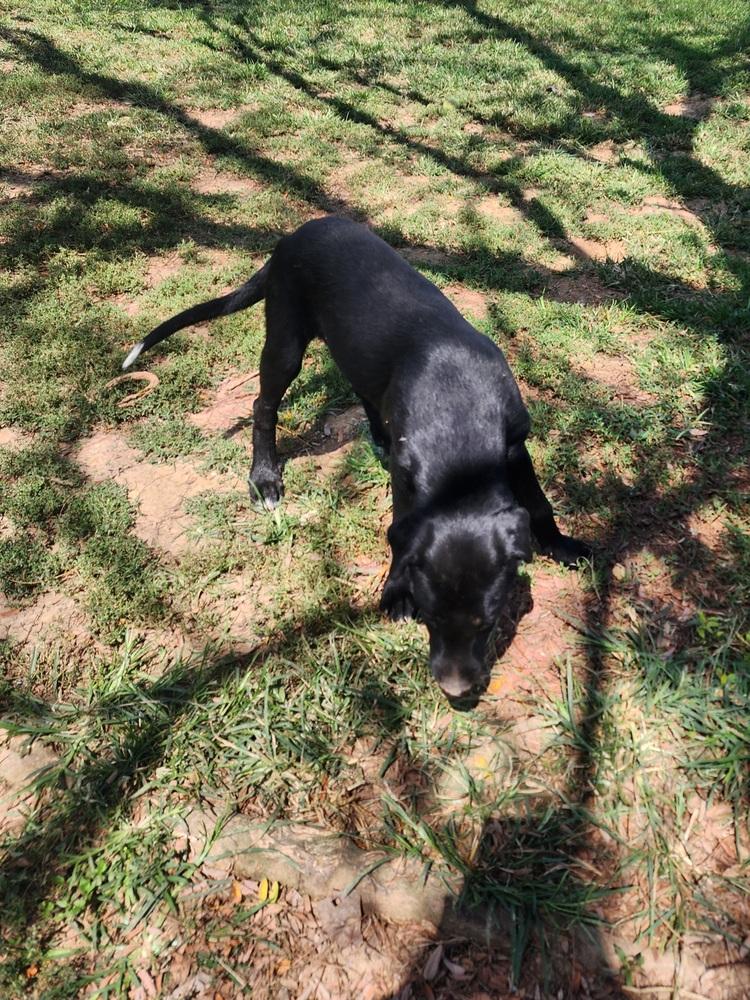 Mr. Bear, Adoptable, Young Male Labrador Retriever.