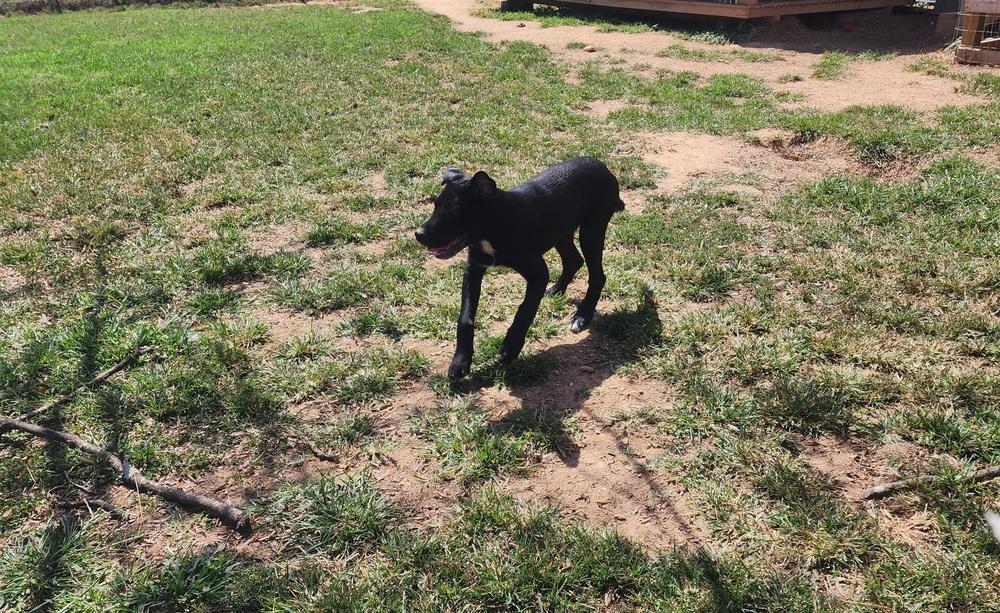 Enlarge Bear, a Adoptable mixed breed in McMinnville, TN image 1/6