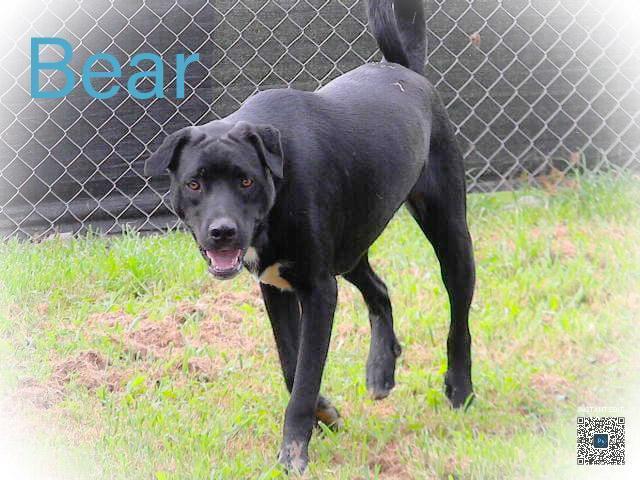 Enlarge Bear, a Adoptable mixed breed in McMinnville, TN image 2/6