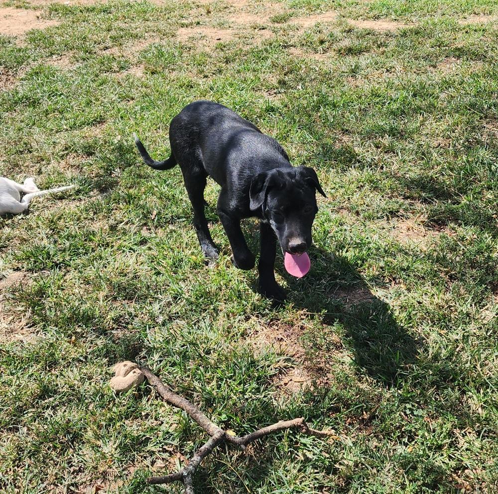 Enlarge Bear, a Adoptable mixed breed in McMinnville, TN image 3/6