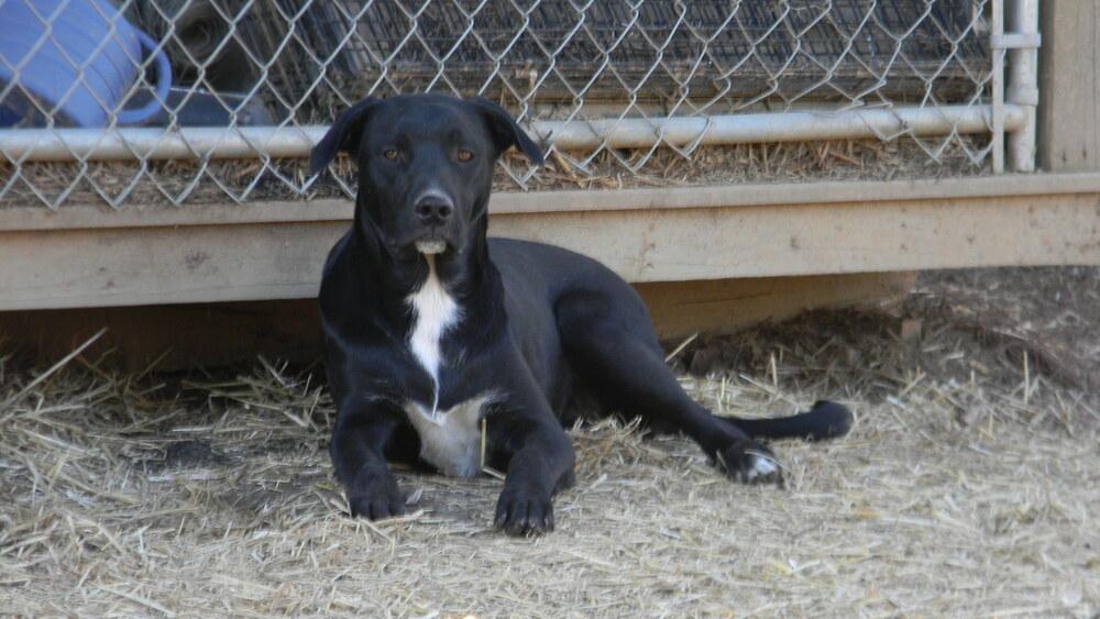 Bear, Adoptable, Young Male Labrador Retriever.
