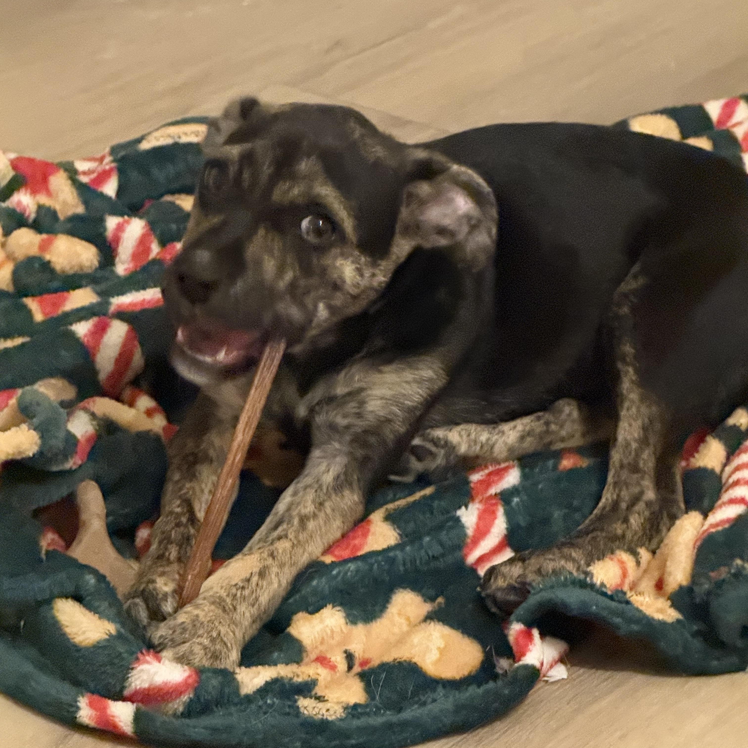 Enlarge Pippa, a Adoptable mixed breed in DeWitt, IA image 5/6