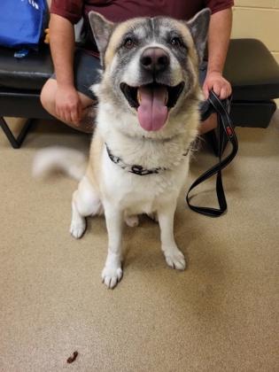 Kuma, Adoptable, Adult Male Mixed Breed & Mixed Breed.